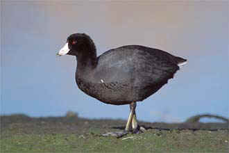 Coot