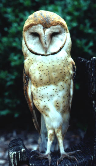 owl