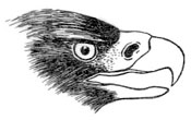 eagle
