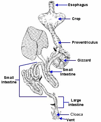 digestive system diagram and functions. To see a full a diagram