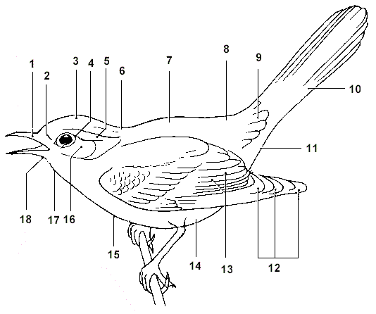 field marks