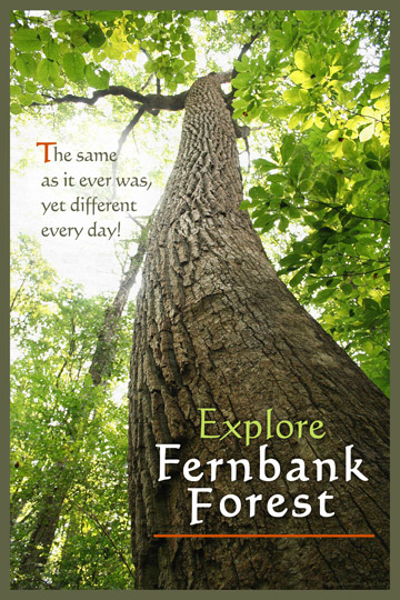 Fernbank Forest