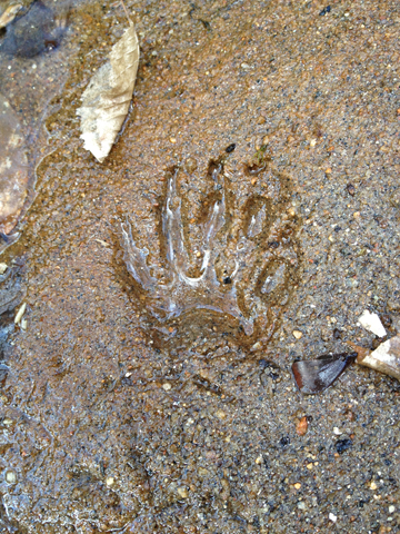 Otter print?