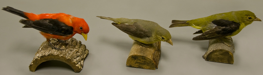 Tanager Dimorphism