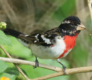 Rose-breasted Grosbeak