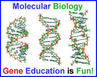 Molecular Biology - Genes are Fun!