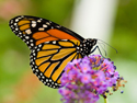 Monarch Butterfly