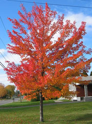 Red Maple