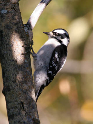 woodpecker