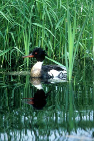 merganser