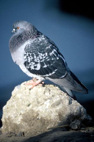 pigeon