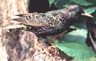 starling