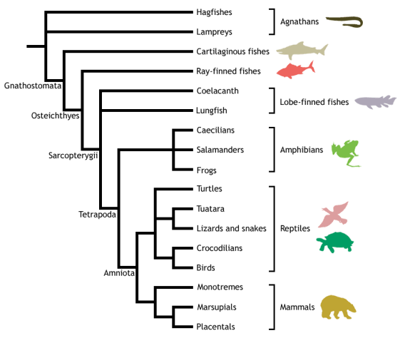 Vertebrate Cladogram