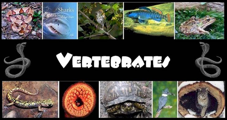 STT - Vertebrate Biology