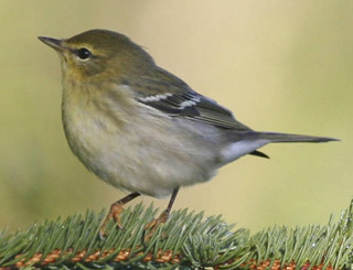 Blackpoll Warbler in Fall Plumage