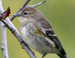 Yellow-rumped Warbler in Fall Plumage