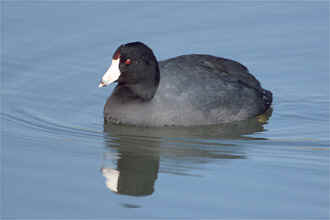 Coot