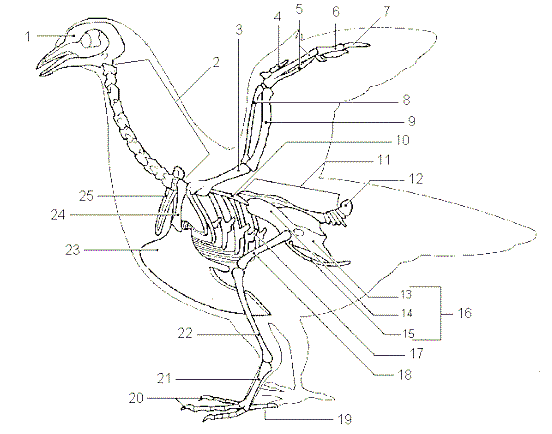 skeleton