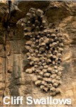 nest