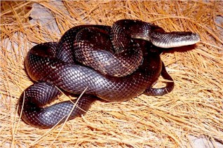 Black rat snake oklahoma