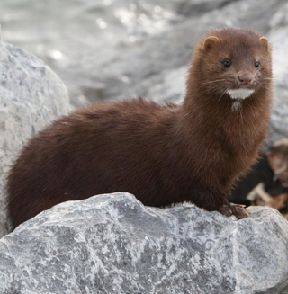Mink